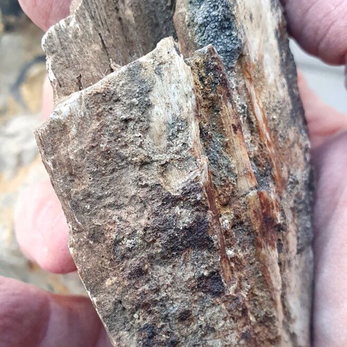 Petrified wood from Greece new