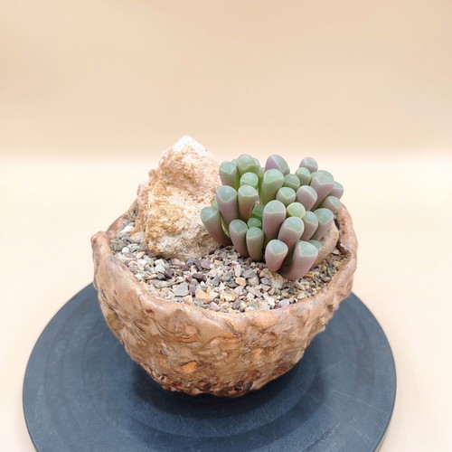 Fenestraria rhopalophylla succulent in handmade pot
