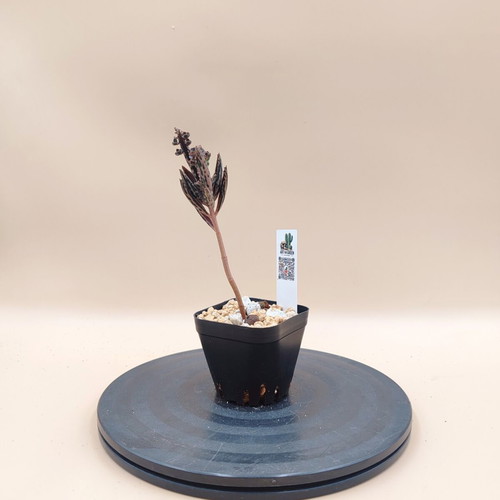 Mother of Thousands succulent plant, mini pot