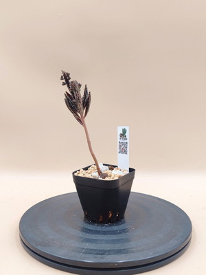 Mother of Thousands succulent plant, mini pot