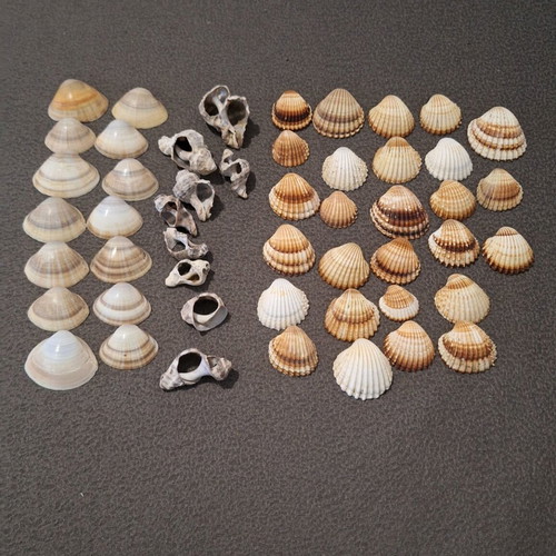 Seashells set of 50, clean, ideal for decoration and crafts