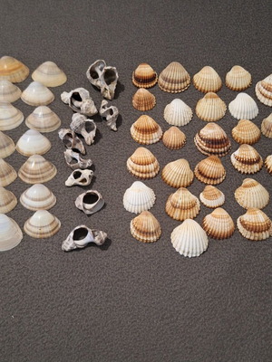Seashells set of 50, clean, ideal for decoration and crafts