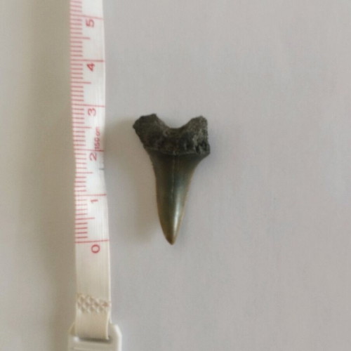 Fossilized shark tooth like new