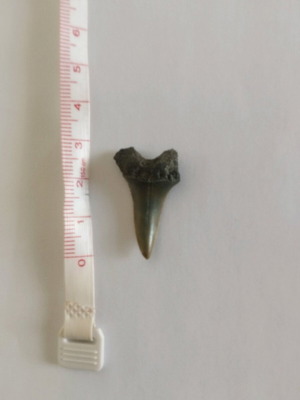Fossilized shark tooth like new