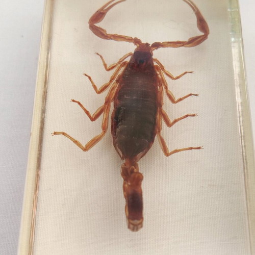 Olivierus martensii scorpion in glass like new for research and observation