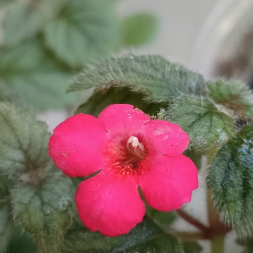Achimenes erecta plant new