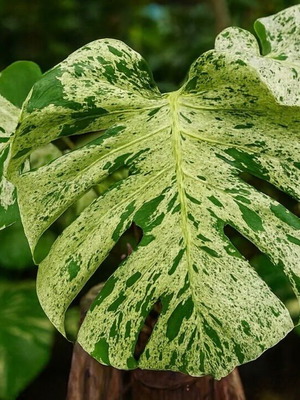 Monstera Bulbasaur Variegata new, healthy rooted plant