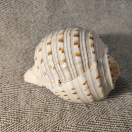 Tonna seashell like new