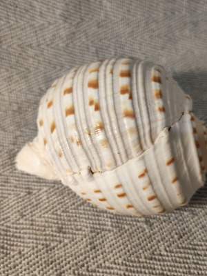 Tonna seashell like new