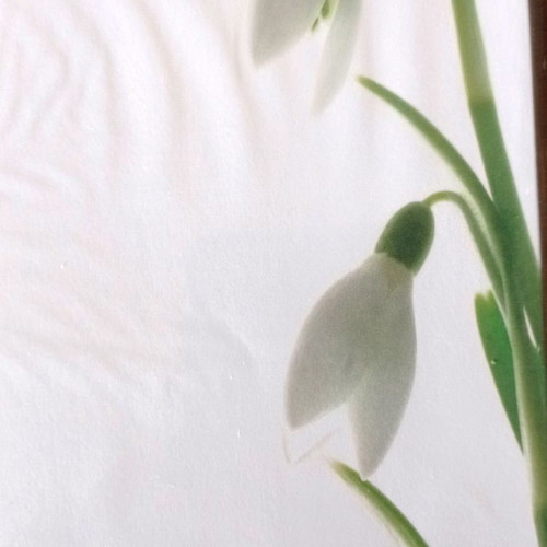 A4 letter paper sheets new, pack of 10, white snowdrop design