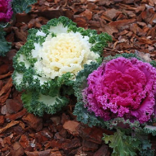 Ornamental Cabbage Brassica Oleracea seeds, 20 pcs, multicolored