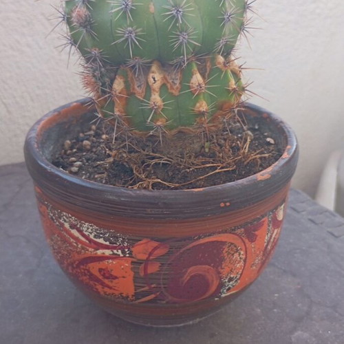 Echinopsis cactus large in hand-painted ceramic pot like new