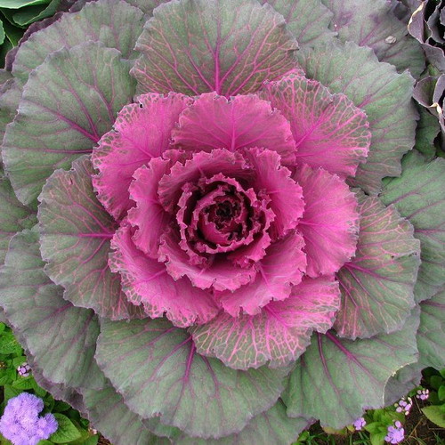 Ornamental Cabbage Brassica Oleracea seeds, 20 pcs, multicolored