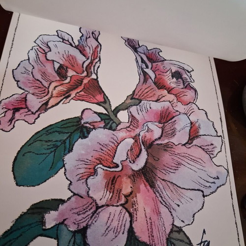 Vintage album with 12 botanical art prints by WINCH, like new