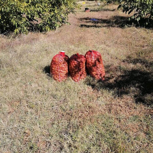 Organic Walnuts 885gr from Voio Kozani, fresh harvest