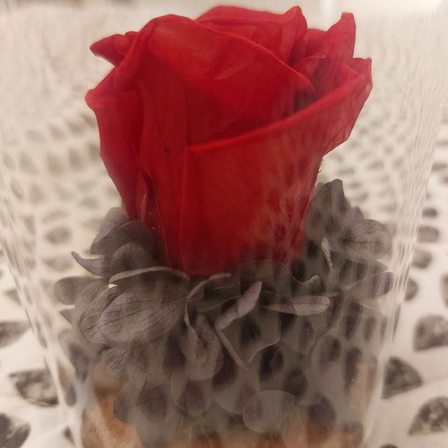 Forever Rose in Glass Dome with Dried Hydrangea, Like New