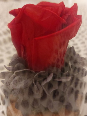 Forever Rose in Glass Dome with Dried Hydrangea, Like New