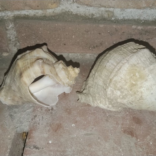 Large vintage natural sea shells Rapana from Black Sea, set of 2