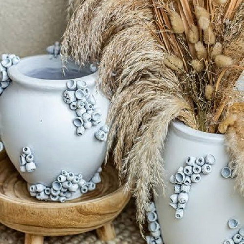 Barnacle shells pack of 38 new for crafts and decoration