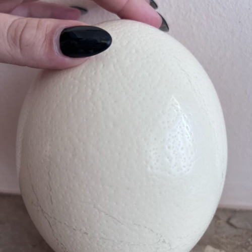 Authentic ostrich egg shell, natural decorative item