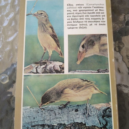 O Darvinos & The Theory Of Evolution by Nikolaos A Vasileiadis used