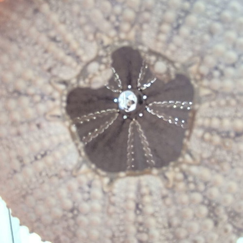 Sea Urchin Shell like new for decoration and impression