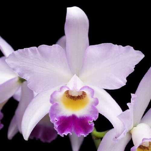 Cattleya orchid seeds, pack of 25, multicolored