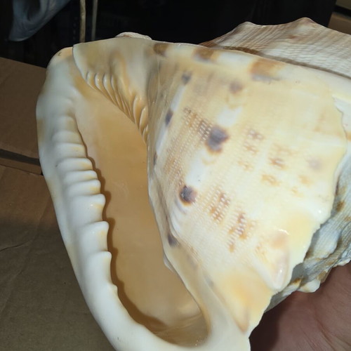 Cassis Cornuta shell used, large natural collectible 15cm