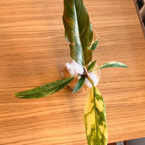 Philodendron Caramel Marble Variegata new with unique marble variegation