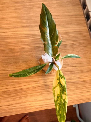 Philodendron Caramel Marble Variegata new with unique marble variegation