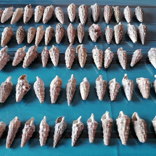 720 seashells various designs and sizes