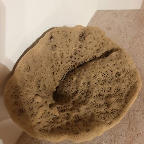 Natural sponge like new, genuine not plastic