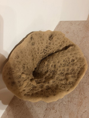Natural sponge like new, genuine not plastic