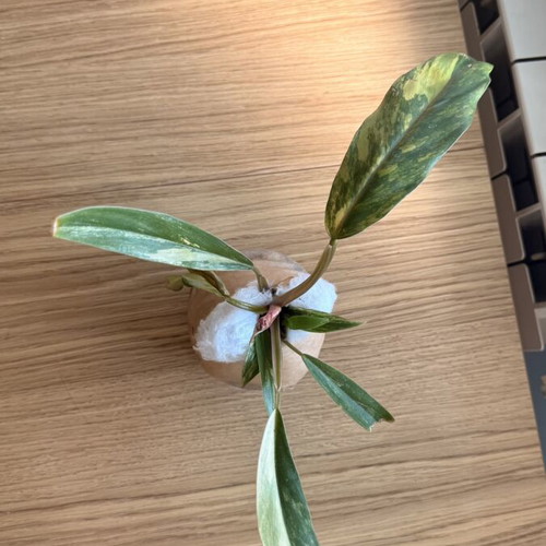 Philodendron Caramel Marble Variegata plant