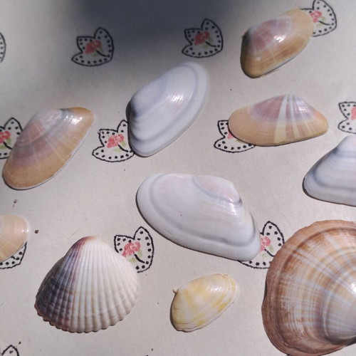 Set of 13 natural seashells for decoration and crafts, like new