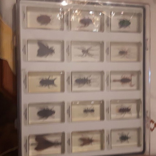 Insect collection used, 83 specimens