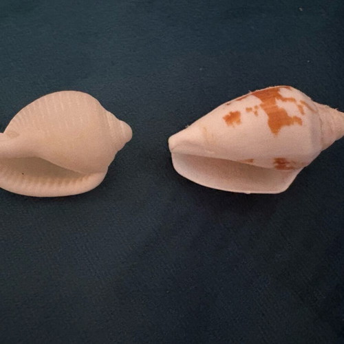 Seashells new, white and white with cinnamon brushstrokes, 3.5 cm and 4 cm