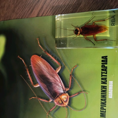Alithina Zofyia Issue 11 used