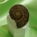 Ammonite ring in 925 silver new