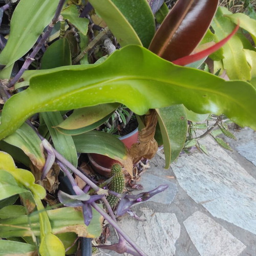 Queen of the Night plant cuttings in various sizes