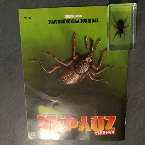 Real Insects Issue 37 used