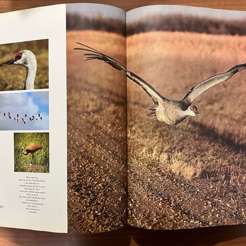 The Living World of Audubon book used, English