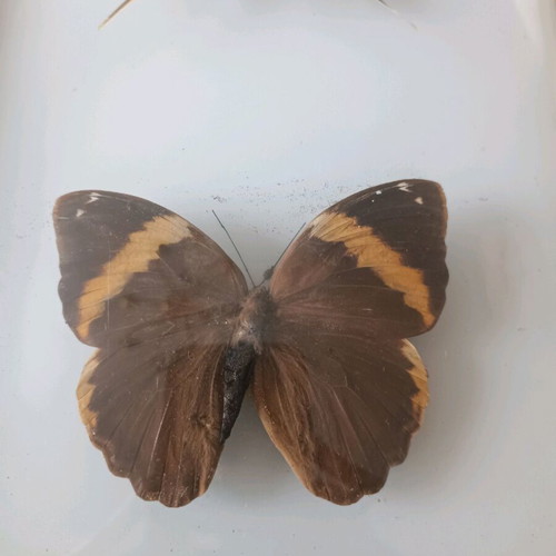 Taxidermy butterflies in frame used