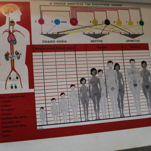 Dictionary of Human Anatomy 1963, new, Greek language