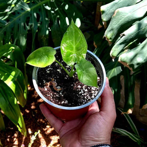 Alocasia odora baby plants new, healthy and resilient