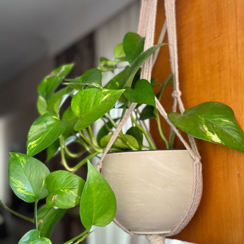 Handmade macrame plant hanger new