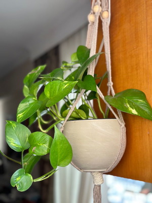 Handmade macrame plant hanger new