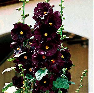 20 Σποροι Φυτο Μαυρη Αλθαια - Rosea Nigra Hollyhock