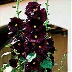  20 Σποροι Φυτο Μαυρη Αλθαια - Rosea Nigra Hollyhock