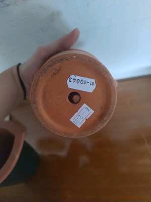 Small ceramic flowerpot used